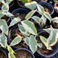 Ficus SPP. Variegated - Exotic - Climber