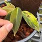Philodendron Gigas Variegated - Exact Plant - Collectible Item