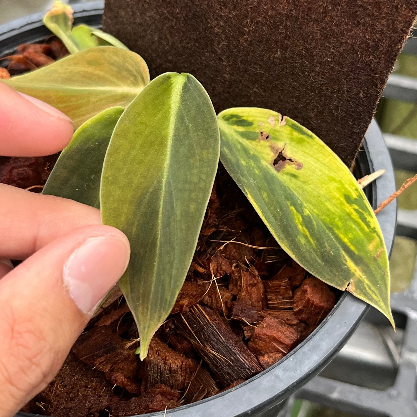 Philodendron Gigas Variegated - Exact Plant - Collectible Item