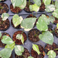 Monstera Thai Constellation - Small Size