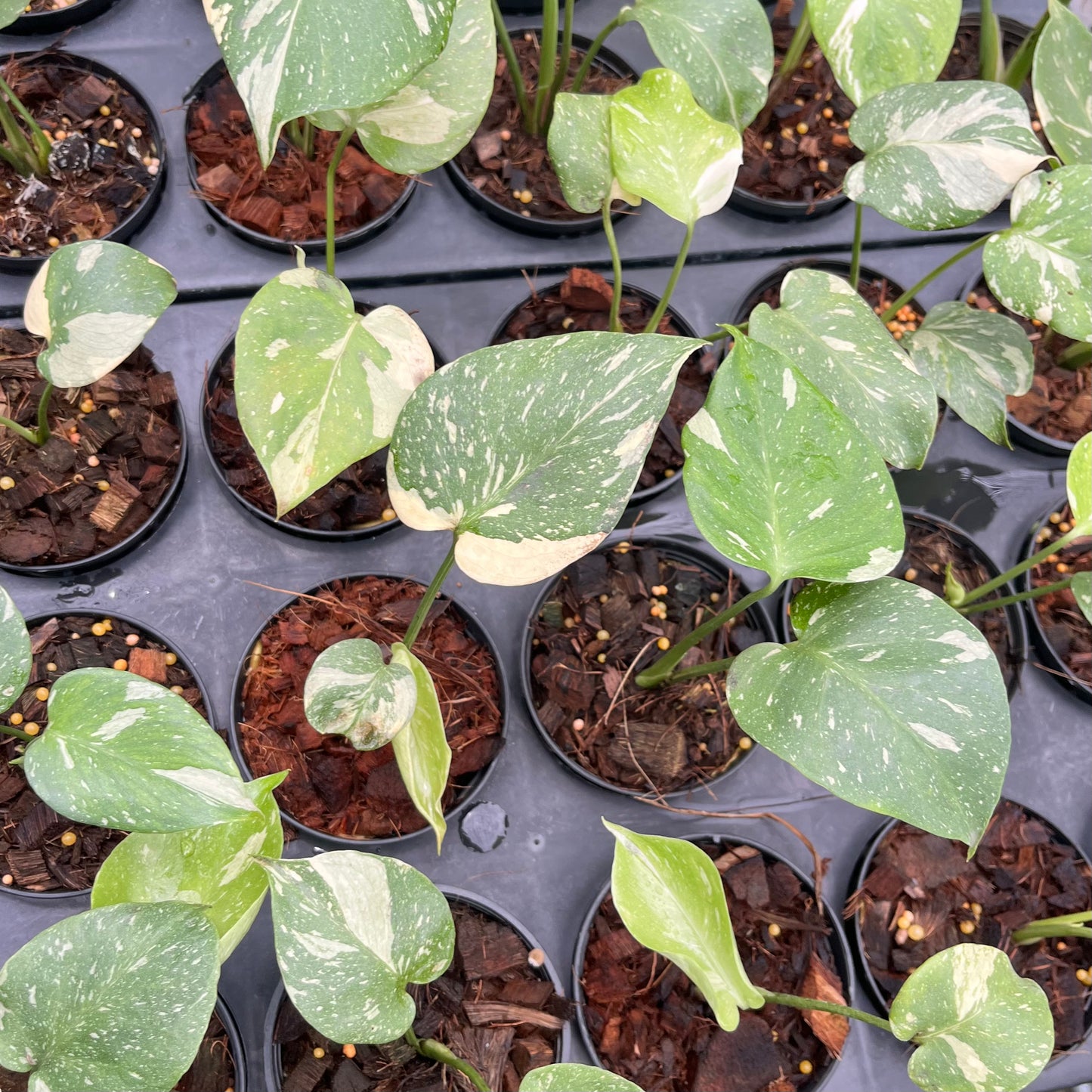 Monstera Thai Constellation - Small Size
