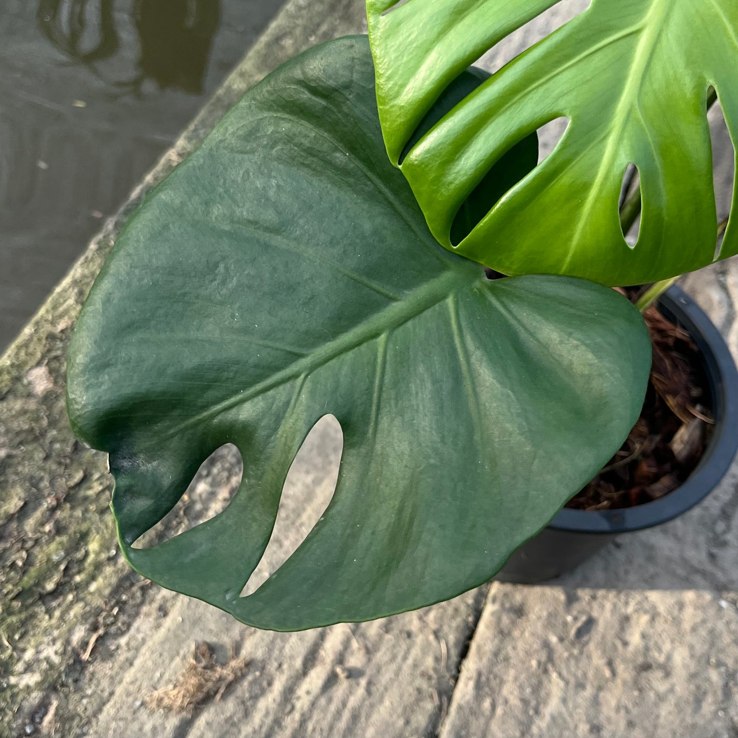 Monstera Deliciosa Compacta Seed Grown - Exact Plant - GP Selected Form