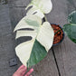 Monstera Borsigiana Mint
