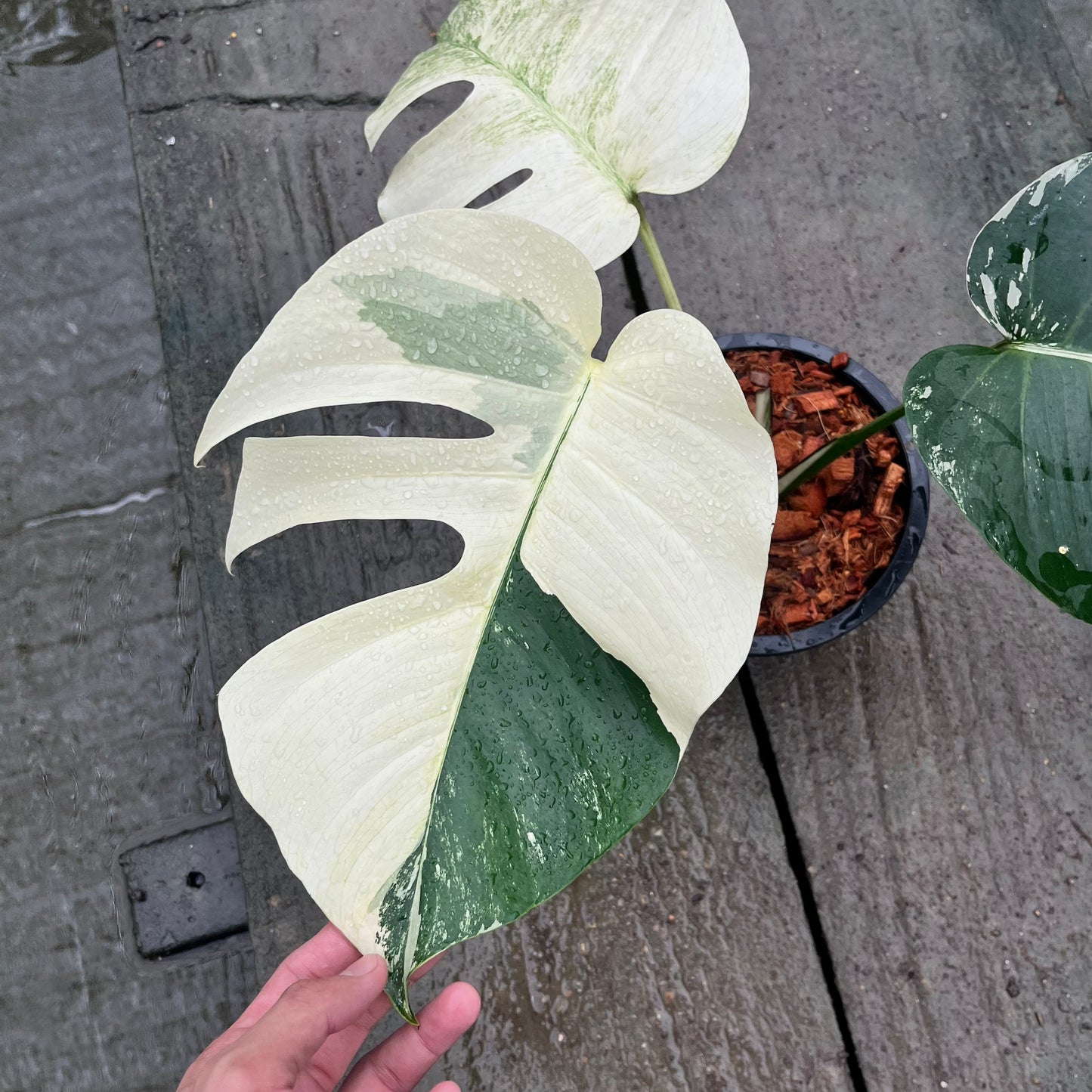 Monstera Borsigiana Mint