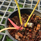 Philodendron Gloriosum Variegated Type1 - Exact Plant