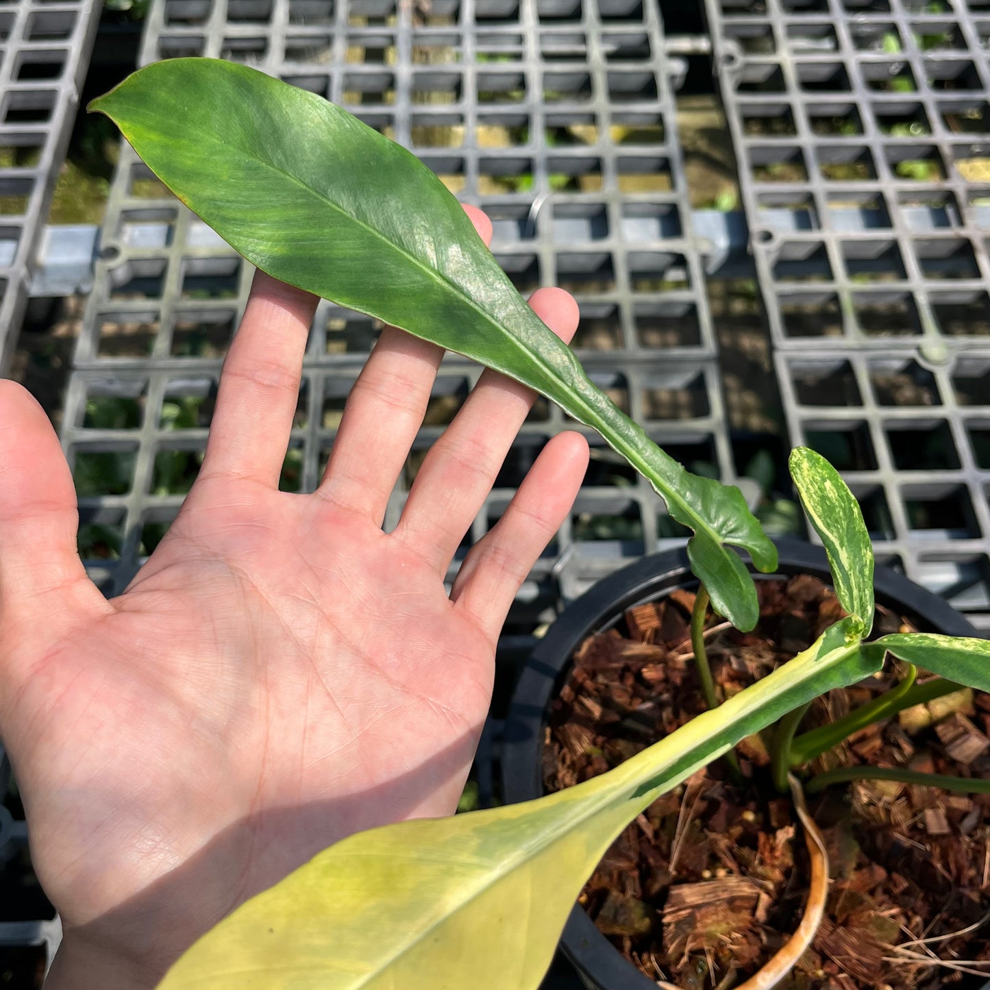 Philodendron Joepii variegated aurea - Exact Plant (P028)