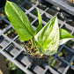 Scindapsus Moonlight Albo Variegated
