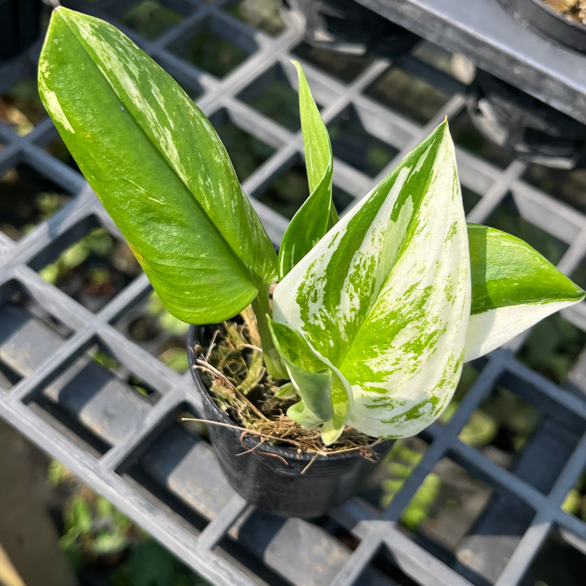 Scindapsus Moonlight Albo Variegated