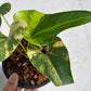 Anthurium Brownii Variegated - Exact Plant
