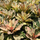 Plumeria Rubra Pink Maya Variegated - Large Size - Single Head - Grafted Plant