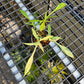 Philodendron Florida Beauty x Philodendron Polypodioides - Exact Plant (P062)