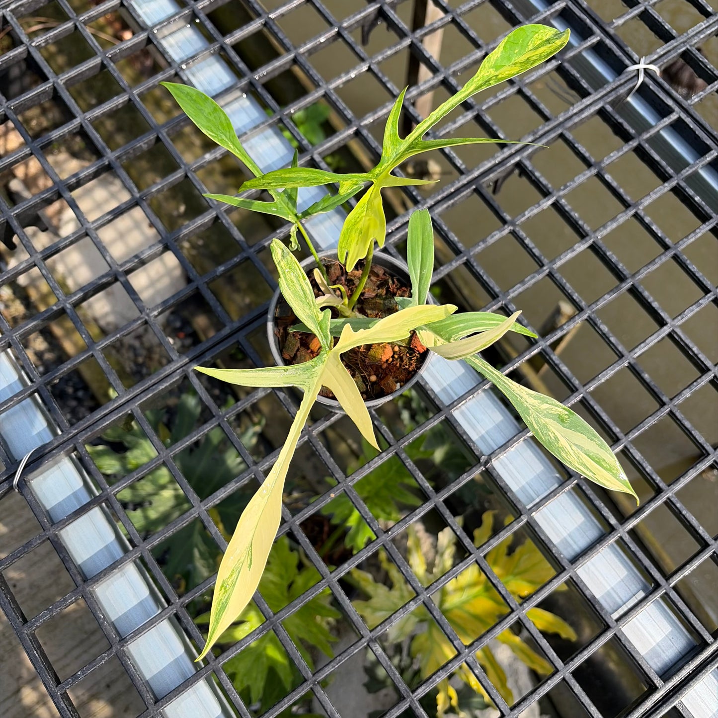Philodendron Florida Beauty x Philodendron Polypodioides - Exact Plant (P062)