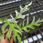 Epipremnum Devil Monster - Exact Plant (EP001)