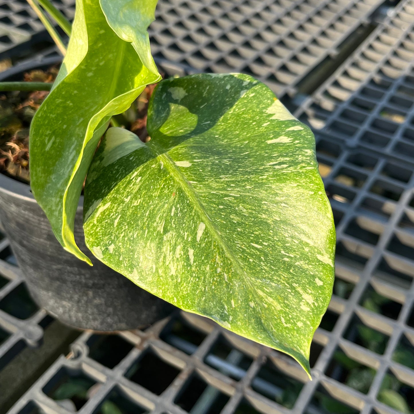 Monstera Deliciosa Platinum - Exact Plant (M038)