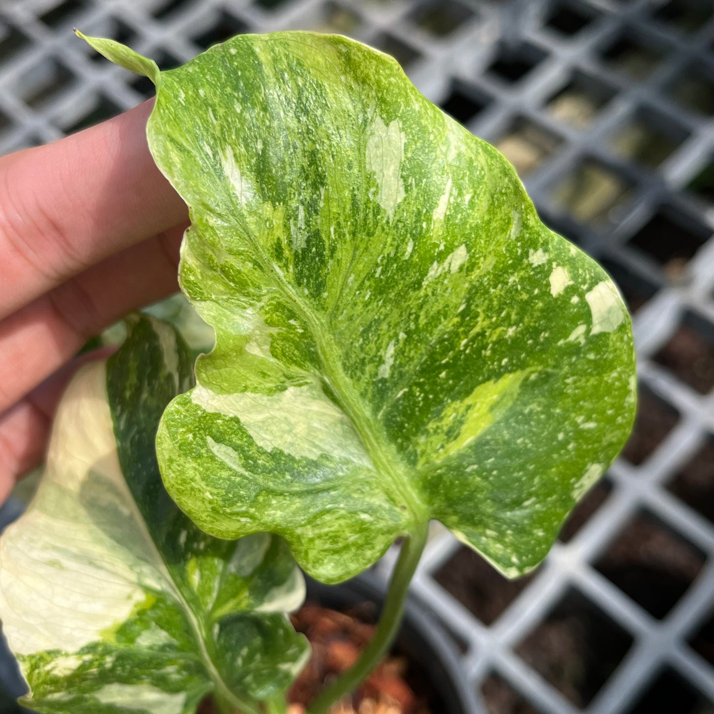 Monstera Deliciosa Tricolor Mutation - Zombie leaves - Exact Plant (M041)