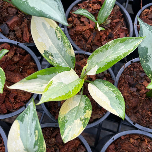 Aglaonema Suvarnabhumi Variegated