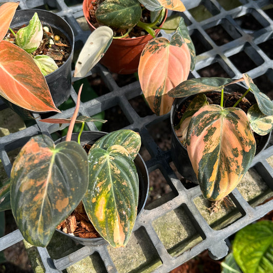 Philodendron Melanochrysum ‘BonFire’ Orange Variegated