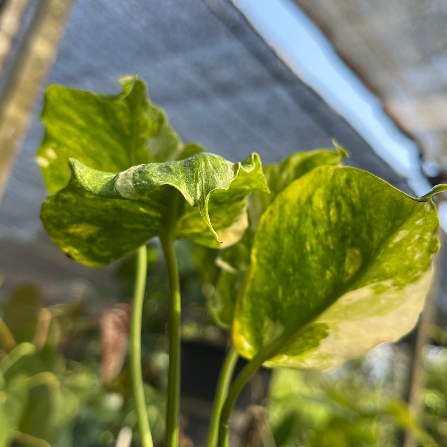 Monstera Deliciosa Tricolor Mutation - Zombie leaves - Exact Plant (M041)