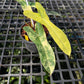 Philodendron Jennifer Variegated - (Hybrid P. Florida Beauty x P. Billietiae) - Exact Plant (P061)
