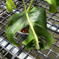 Monstera White Lava - Exact Plant (M052)