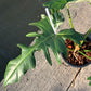 Philodendron Golden Dragon Variegated (Narrow Form)- XL - Exact Plant (P037)