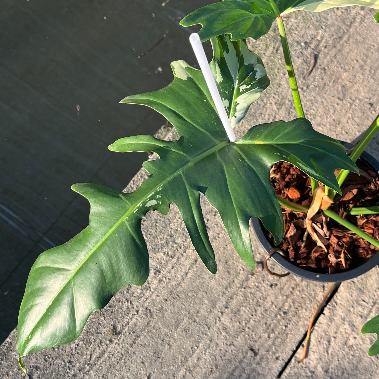 Philodendron Golden Dragon Variegated (Narrow Form)- XL - Exact Plant (P037)