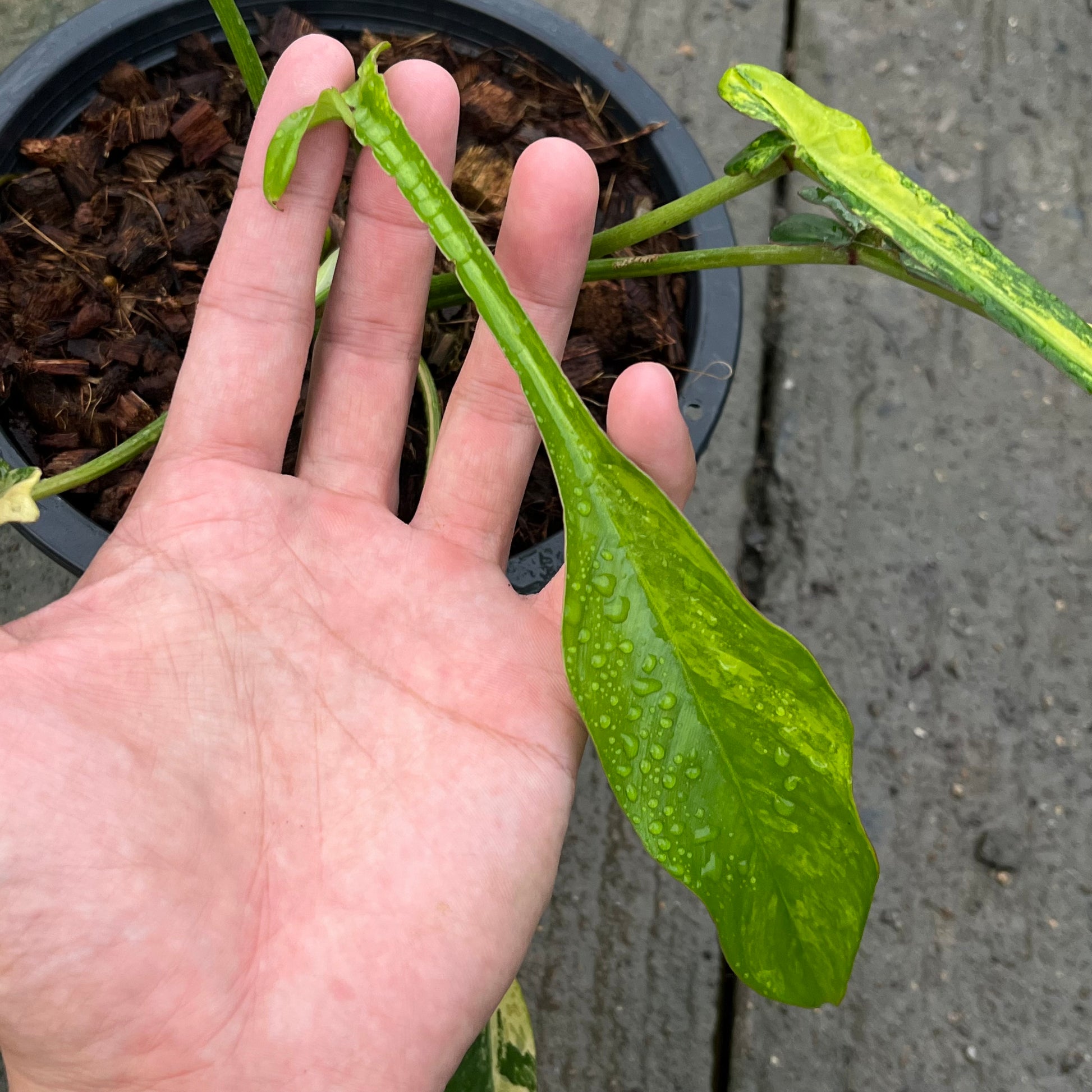 Philodendron Joepii Variegated Aurea - Exact Plant