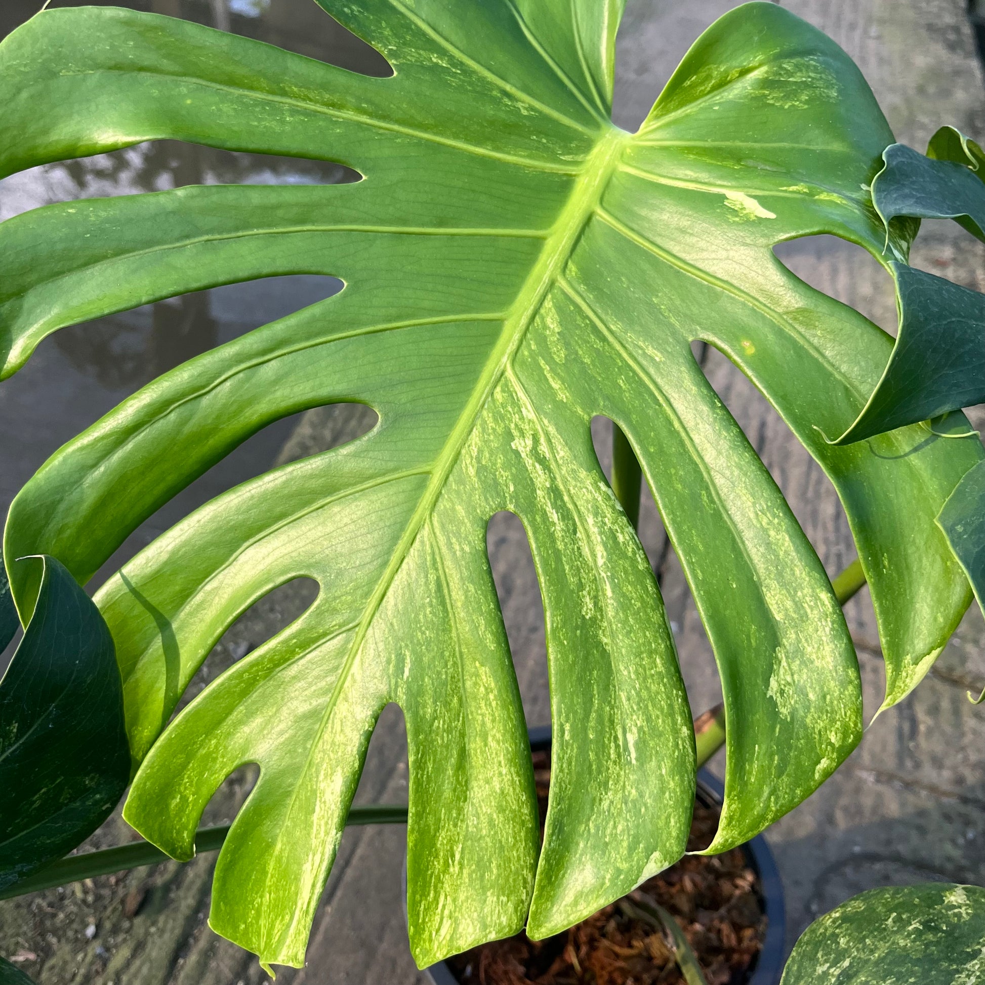 Monstera Ocean Mint Variegated
