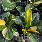 Philodendron Green Congo Nuclear