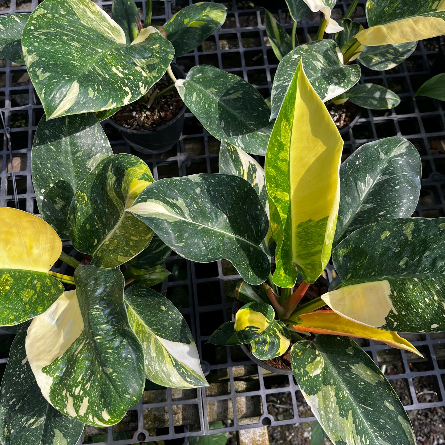 Philodendron Green Congo Nuclear