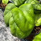 Hoya Priktai
