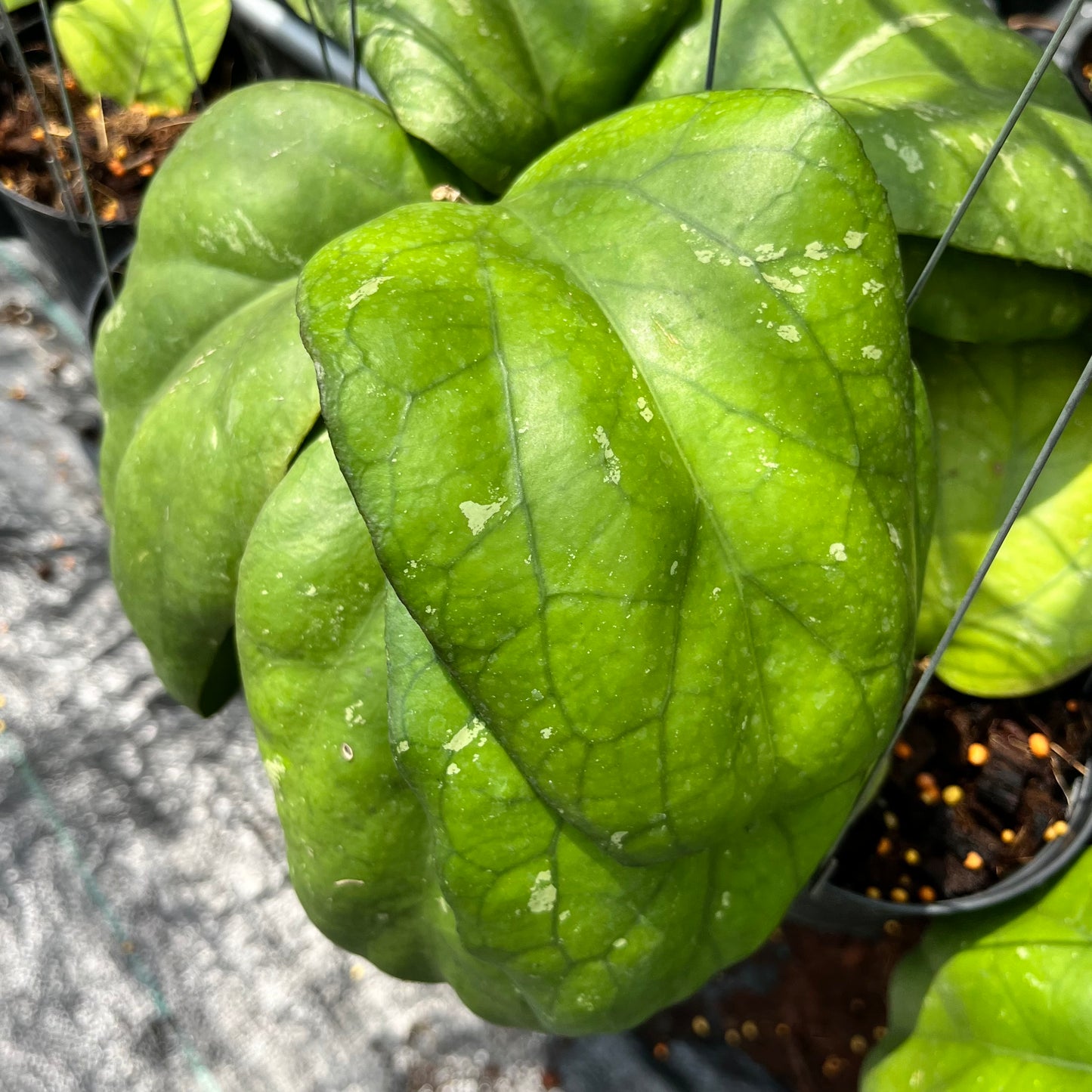 Hoya Priktai