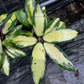 Hoya Acuta Inner Variegated