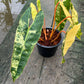 Philodendron Billietiae Variegated - Exact Plant - 5 Beautiful Variegated Leaves