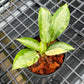Aglaonema Suvarnabhumi Variegated