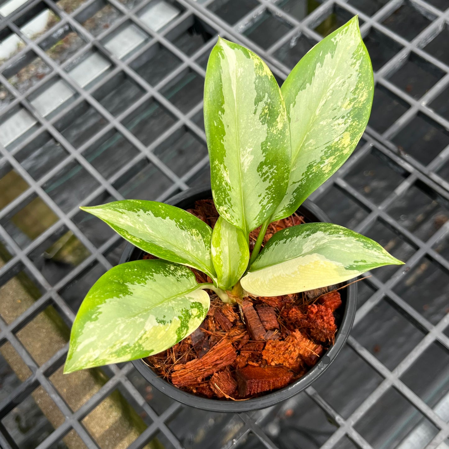 Aglaonema Suvarnabhumi Variegated