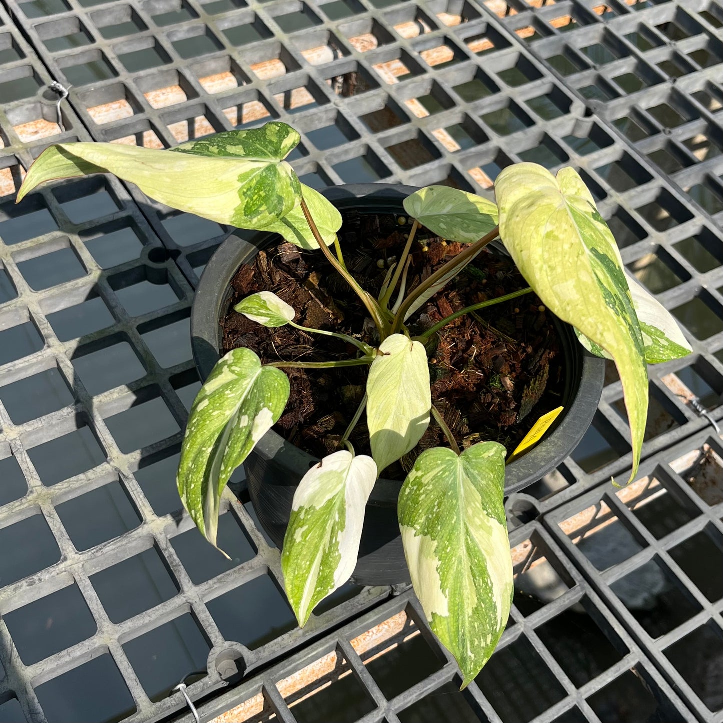 Philodendron Gloriosum Variegated Tricolor - 2 Plants - Exact Plant (P044)