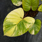 Homalomena Rubescens Variegated