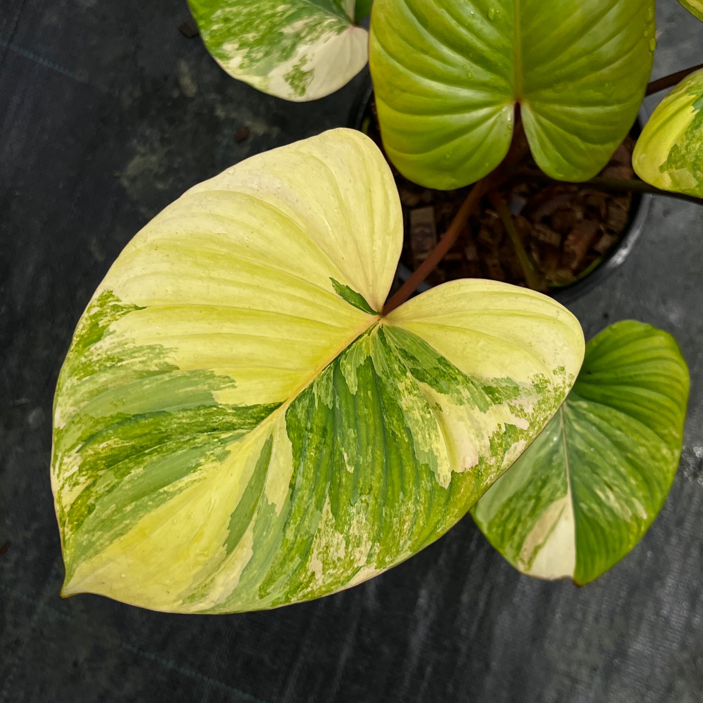 Homalomena Rubescens Variegated