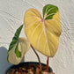 Philodendron Gloriosum Variegated Type1 - Exact Plant