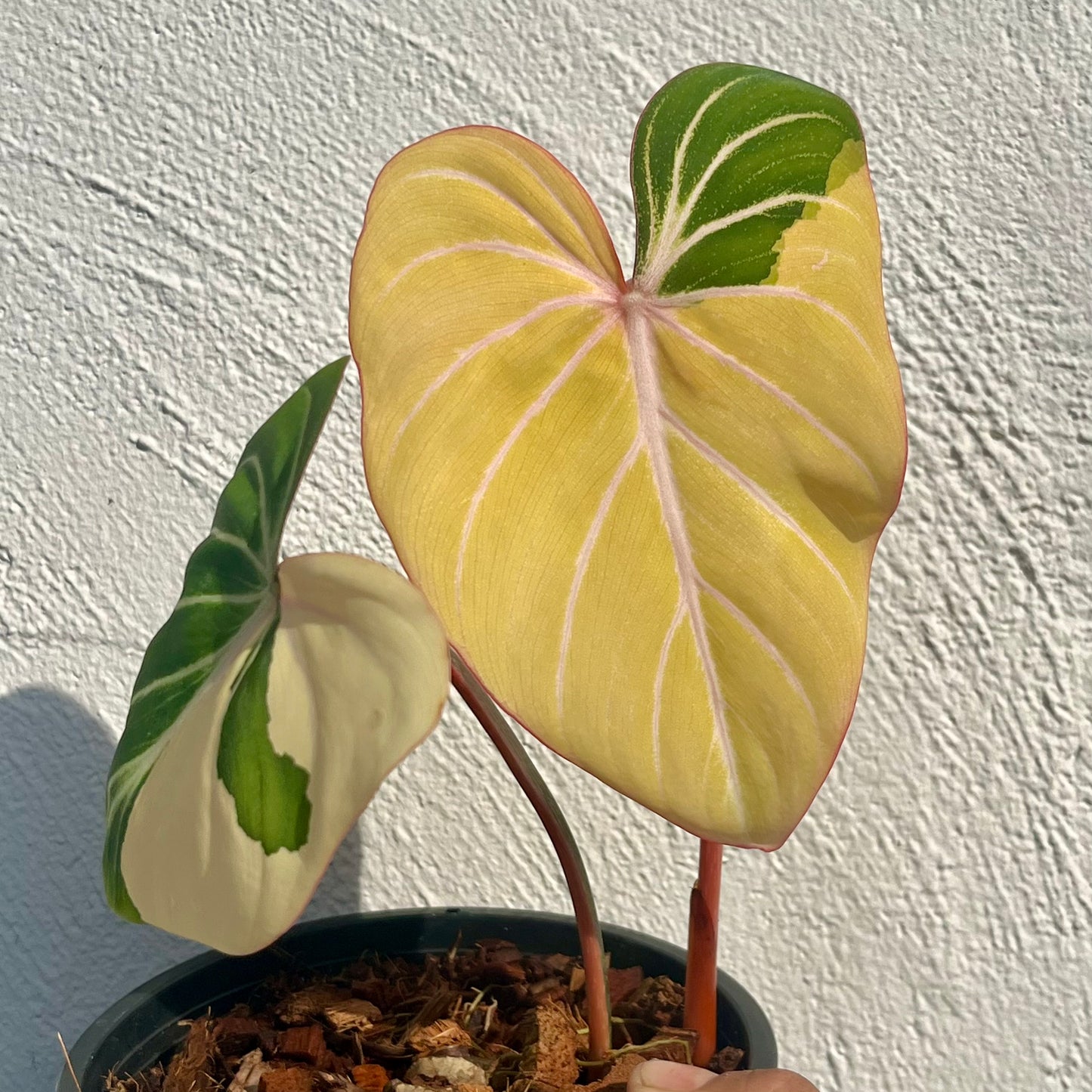Philodendron Gloriosum Variegated Type1 - Exact Plant