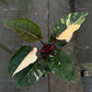 Philodendron Rojo Red Congo Variegated - Exact Plant - Original - Non TC