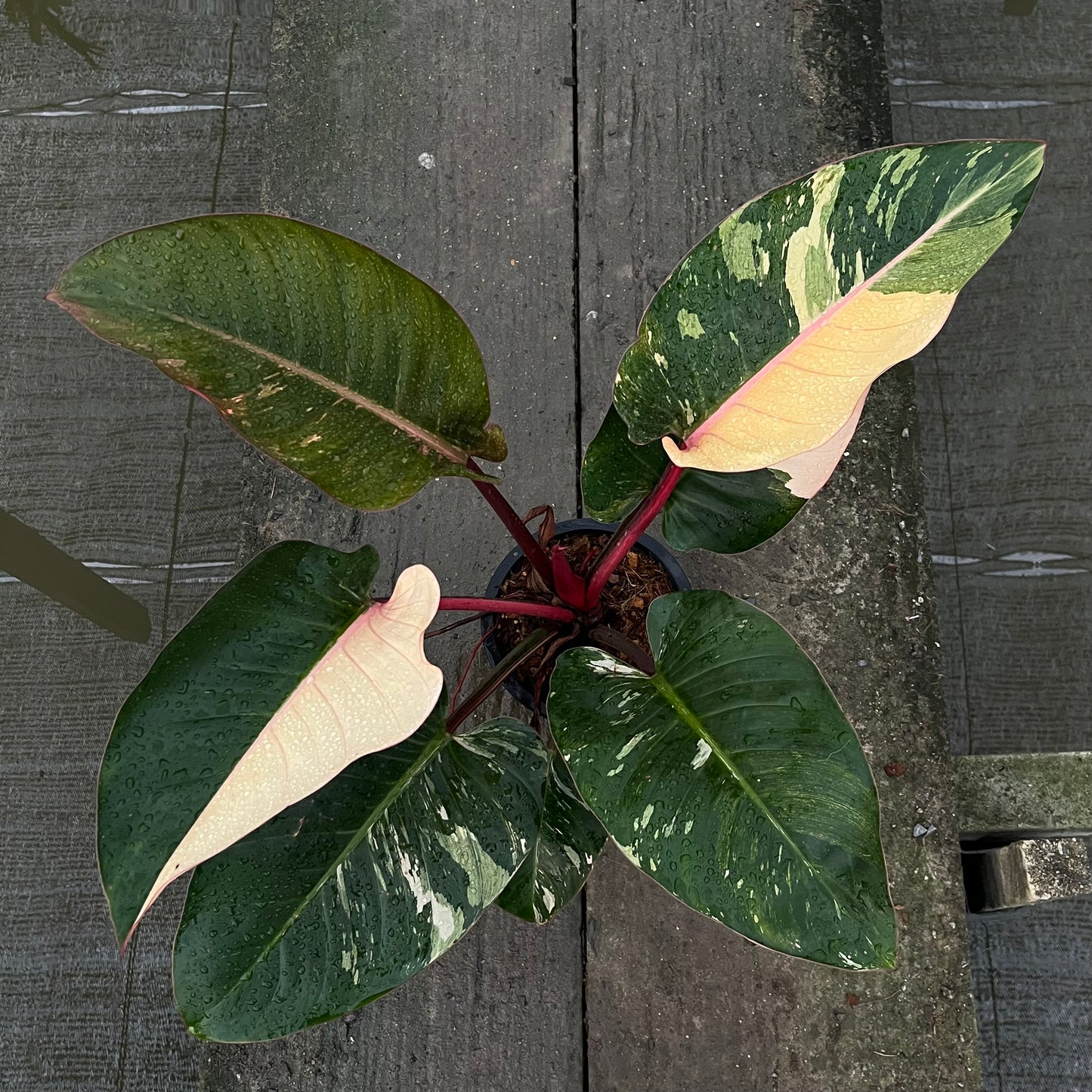 Philodendron Rojo Red Congo Variegated - Exact Plant - Original - Non TC