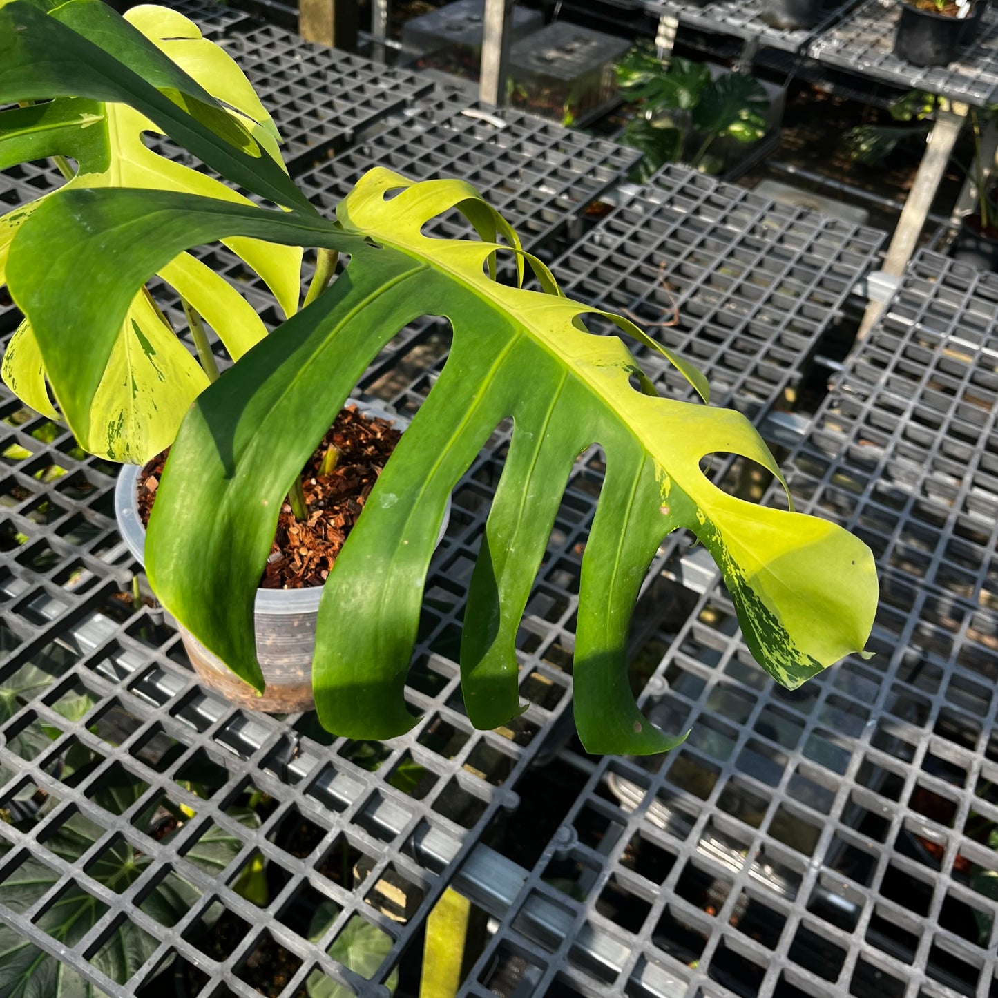 Monstera Light Lime