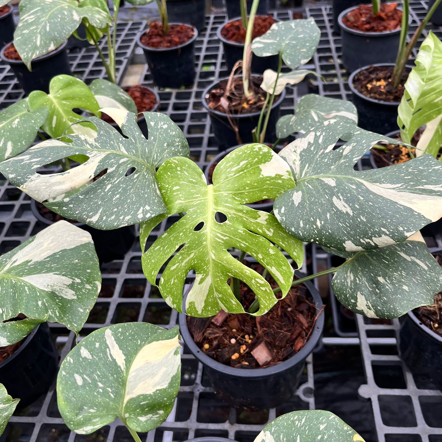 Monstera Thai Constellation - Medium Size