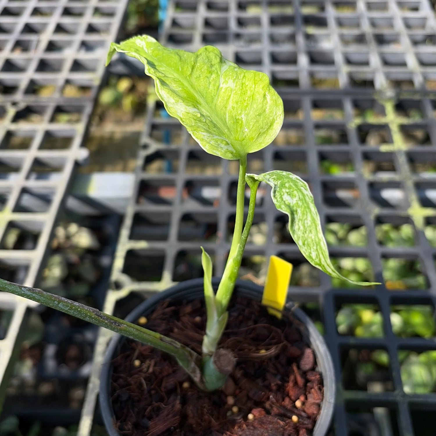 Exclusive Selection