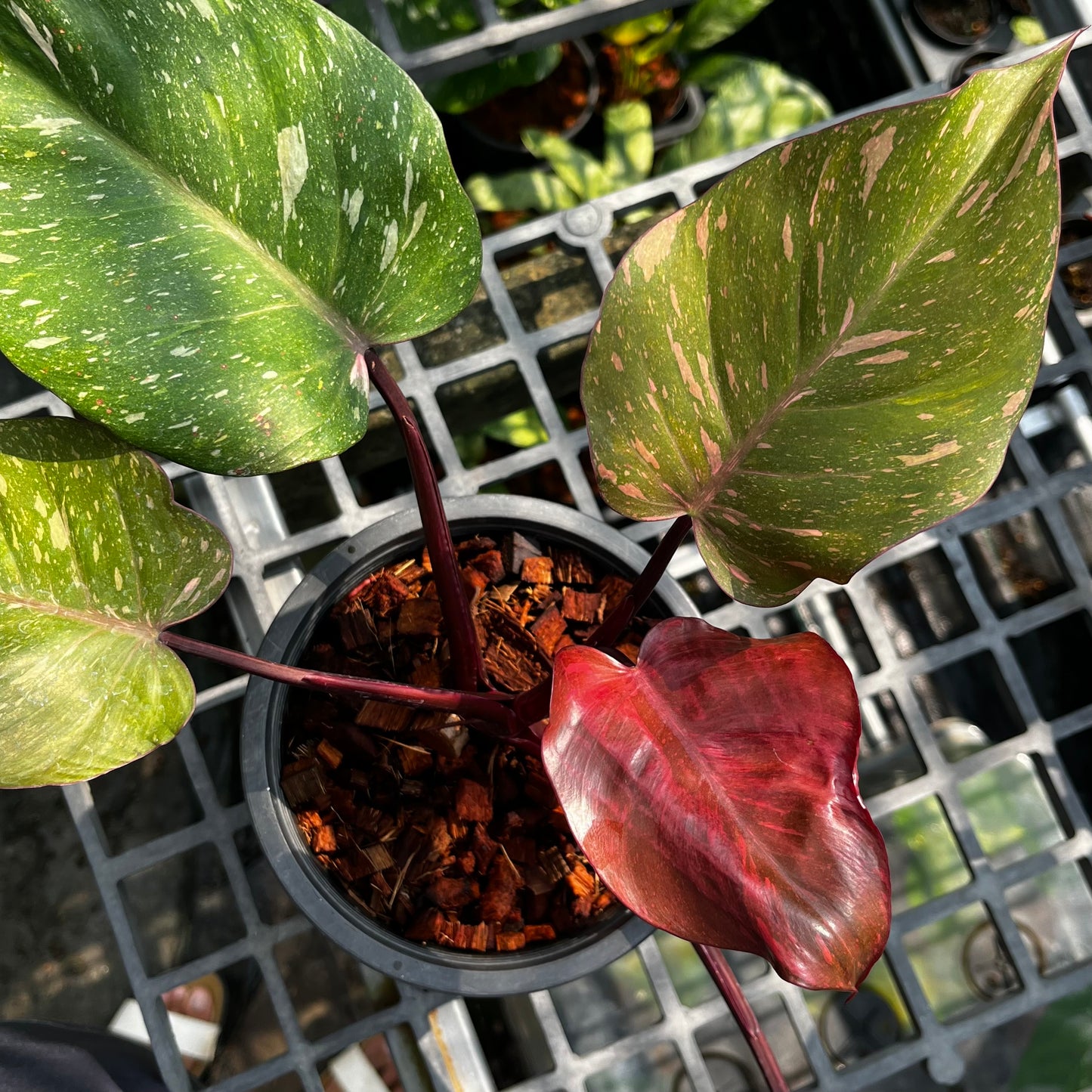 Philodendron Orange Princess