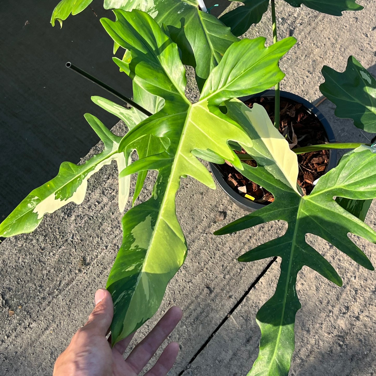 Philodendron Golden Dragon Variegated (Narrow Form)- XL - Exact Plant (P037)