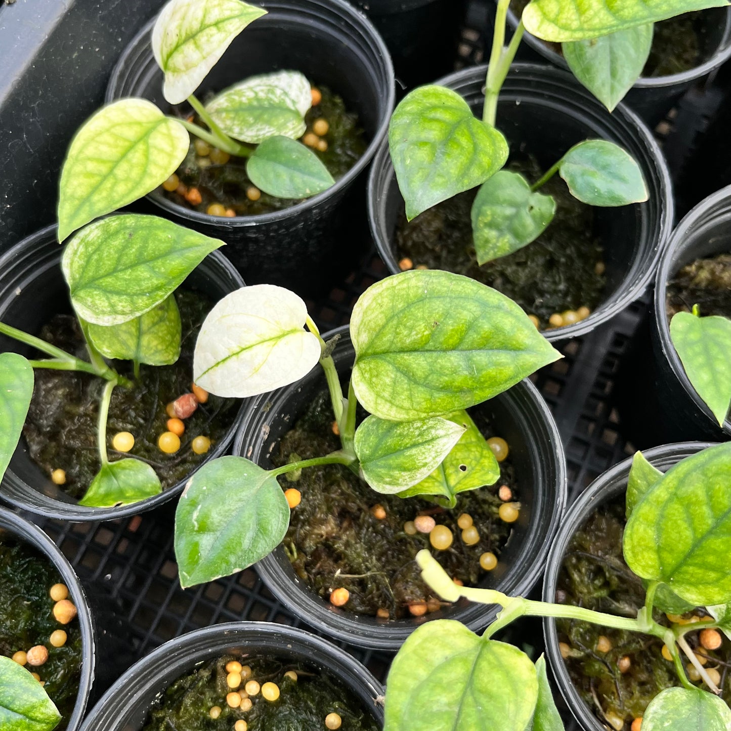 Epipremnum Cebu Blue variegated ghost