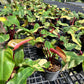 Philodendron Strawberry Shake Variegated